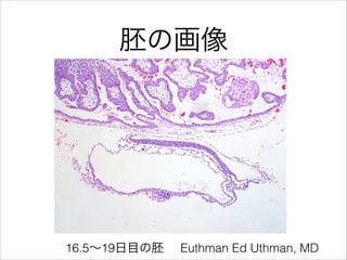 ߤλ
Euthman Ed Uthman, Ѷ16.519Ŀ
 