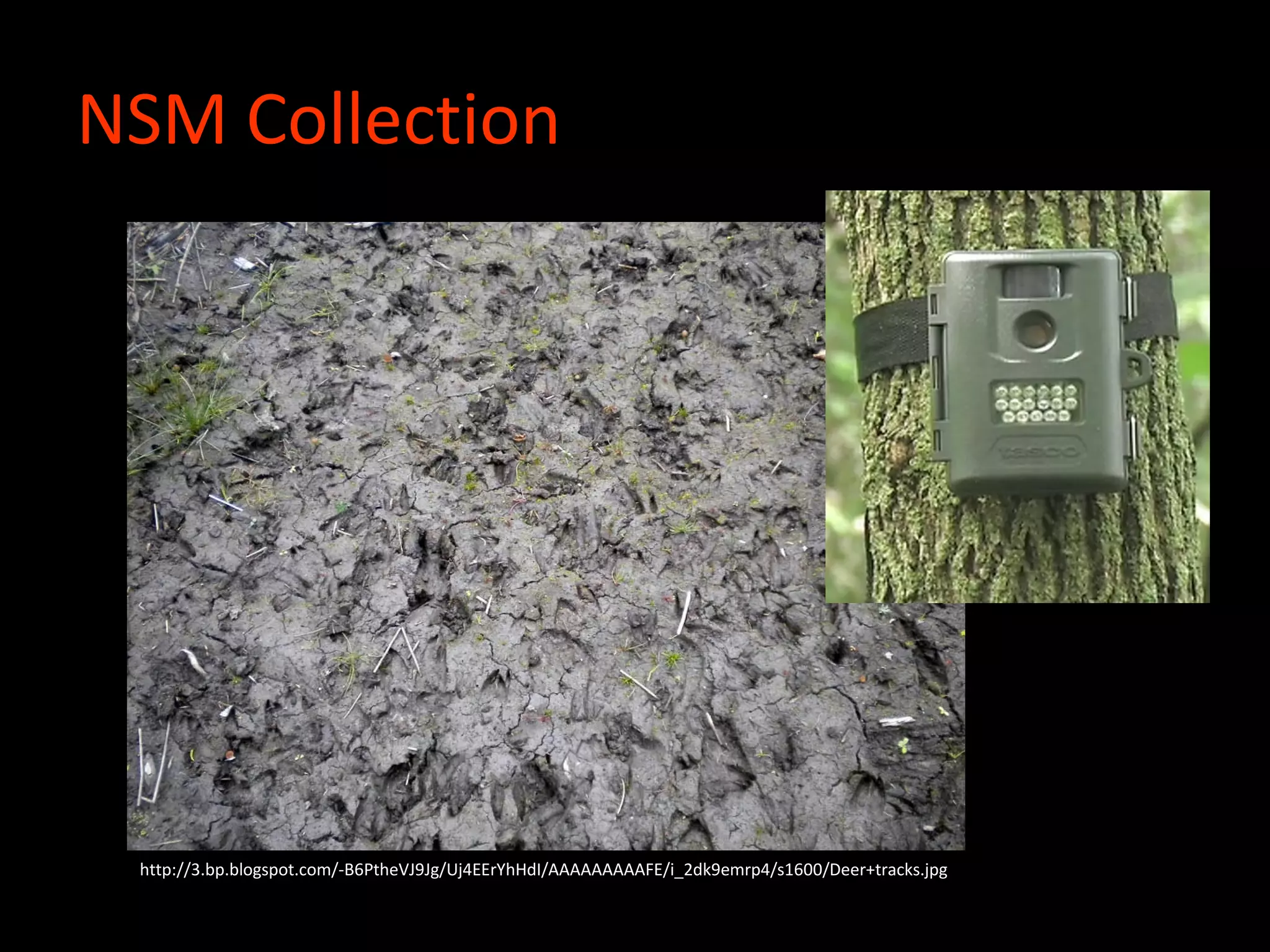 NSM Collection
http://3.bp.blogspot.com/-B6PtheVJ9Jg/Uj4EErYhHdI/AAAAAAAAAFE/i_2dk9emrp4/s1600/Deer+tracks.jpg
 