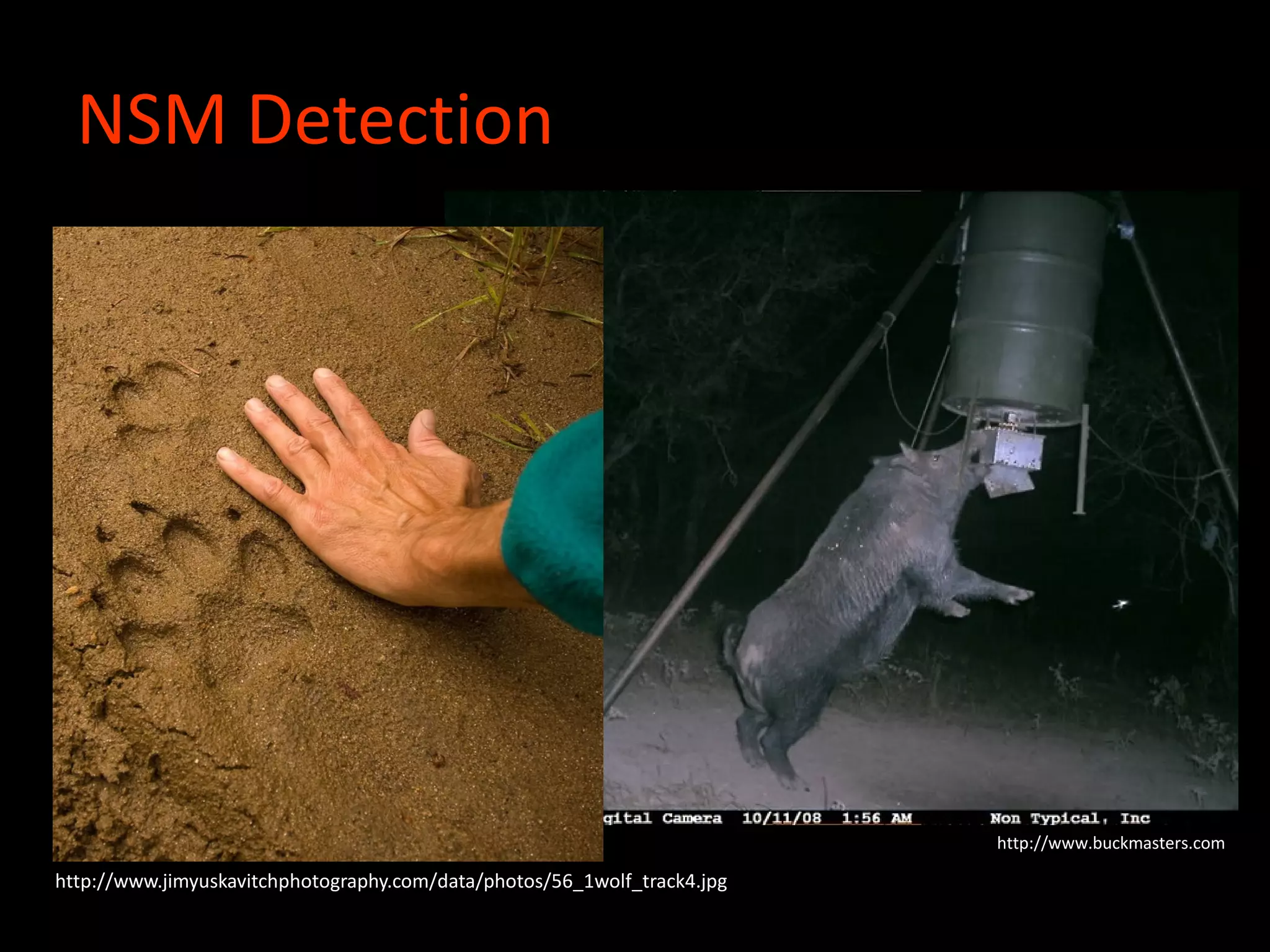 NSM Detection
http://www.buckmasters.com
http://www.jimyuskavitchphotography.com/data/photos/56_1wolf_track4.jpg
 