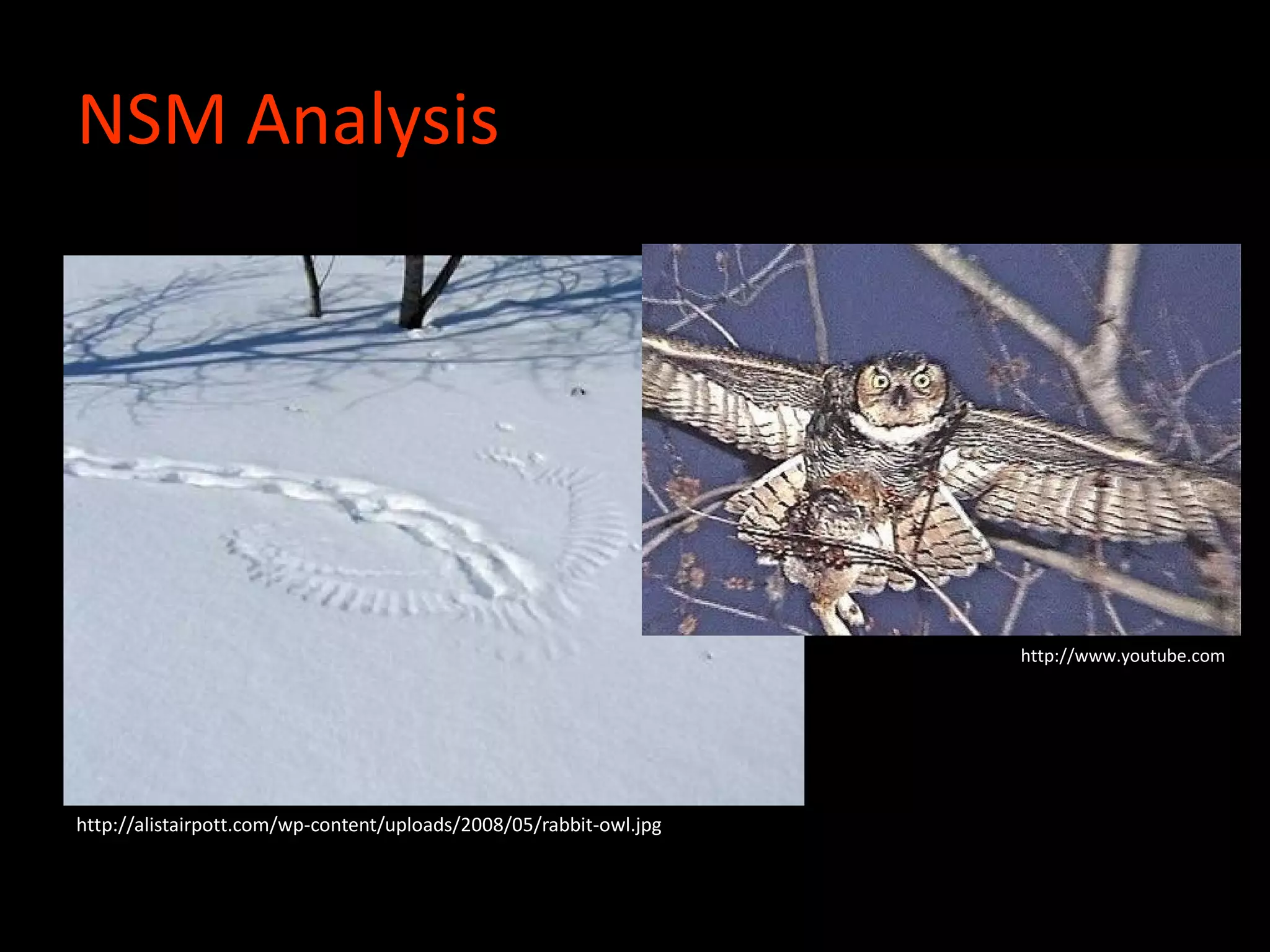 NSM Analysis
http://alistairpott.com/wp-content/uploads/2008/05/rabbit-owl.jpg
http://www.youtube.com
 
