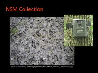 NSM Collection
http://3.bp.blogspot.com/-B6PtheVJ9Jg/Uj4EErYhHdI/AAAAAAAAAFE/i_2dk9emrp4/s1600/Deer+tracks.jpg
 