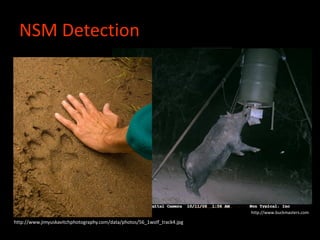 NSM Detection
http://www.buckmasters.com
http://www.jimyuskavitchphotography.com/data/photos/56_1wolf_track4.jpg
 