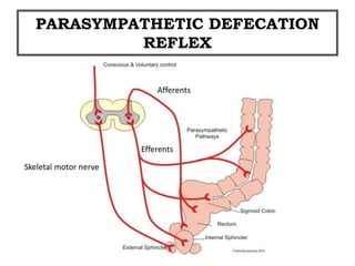 PARASYMPATHETIC DEFECATION
REFLEX
Afferents
Efferents
Skeletal motor nerve
 
