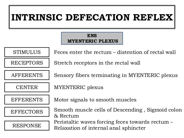 Defecation reflex pelvic muscle diagram 