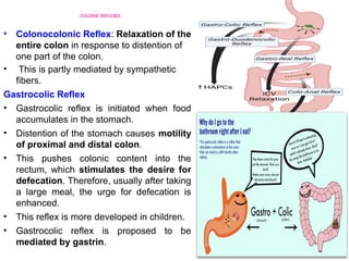 Comprehensive Overview of Large Intestine Physiology and Defecation ...