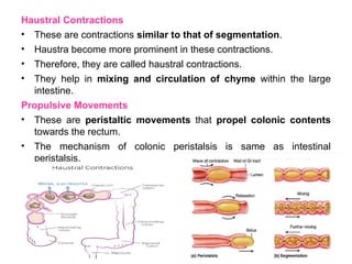Haustral Activity Comprehensive Overview of Large Intestine Physiology and Defecation ...