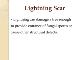 Funga Lightning Defect and decay in woods | PPTX