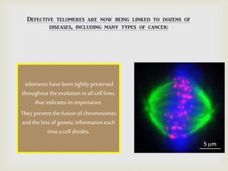 telomeres havebeen tightly preserved
throughout the evolution in all cell lines,
that indicates its importance.
Theyprevent the fusion of chromosomes
and the loss of genetic information each
time a cell divides.
 