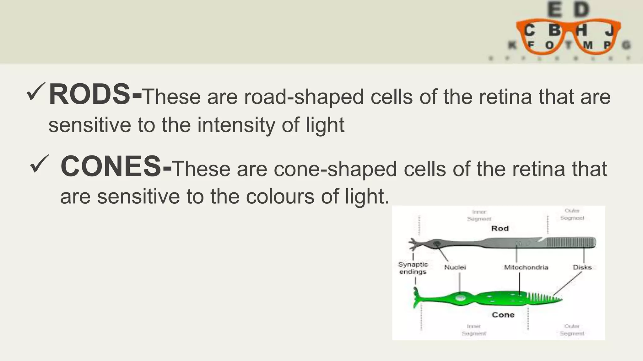 RODS-These are road-shaped cells of the retina that are
sensitive to the intensity of light
 CONES-These are cone-shaped cells of the retina that
are sensitive to the colours of light.
 