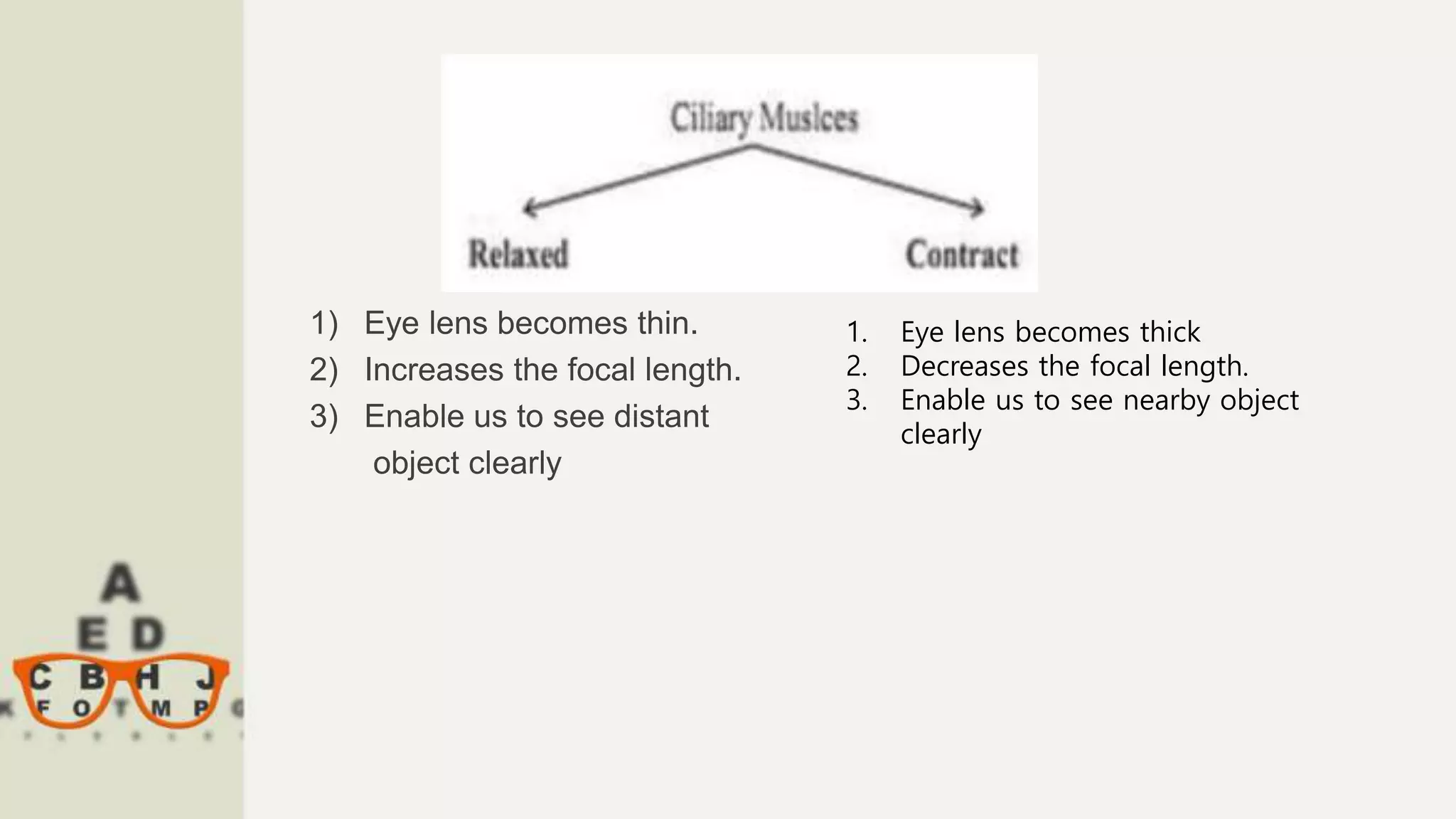1) Eye lens becomes thin.
2) Increases the focal length.
3) Enable us to see distant
object clearly
1. Eye lens becomes thick
2. Decreases the focal length.
3. Enable us to see nearby object
clearly
 
