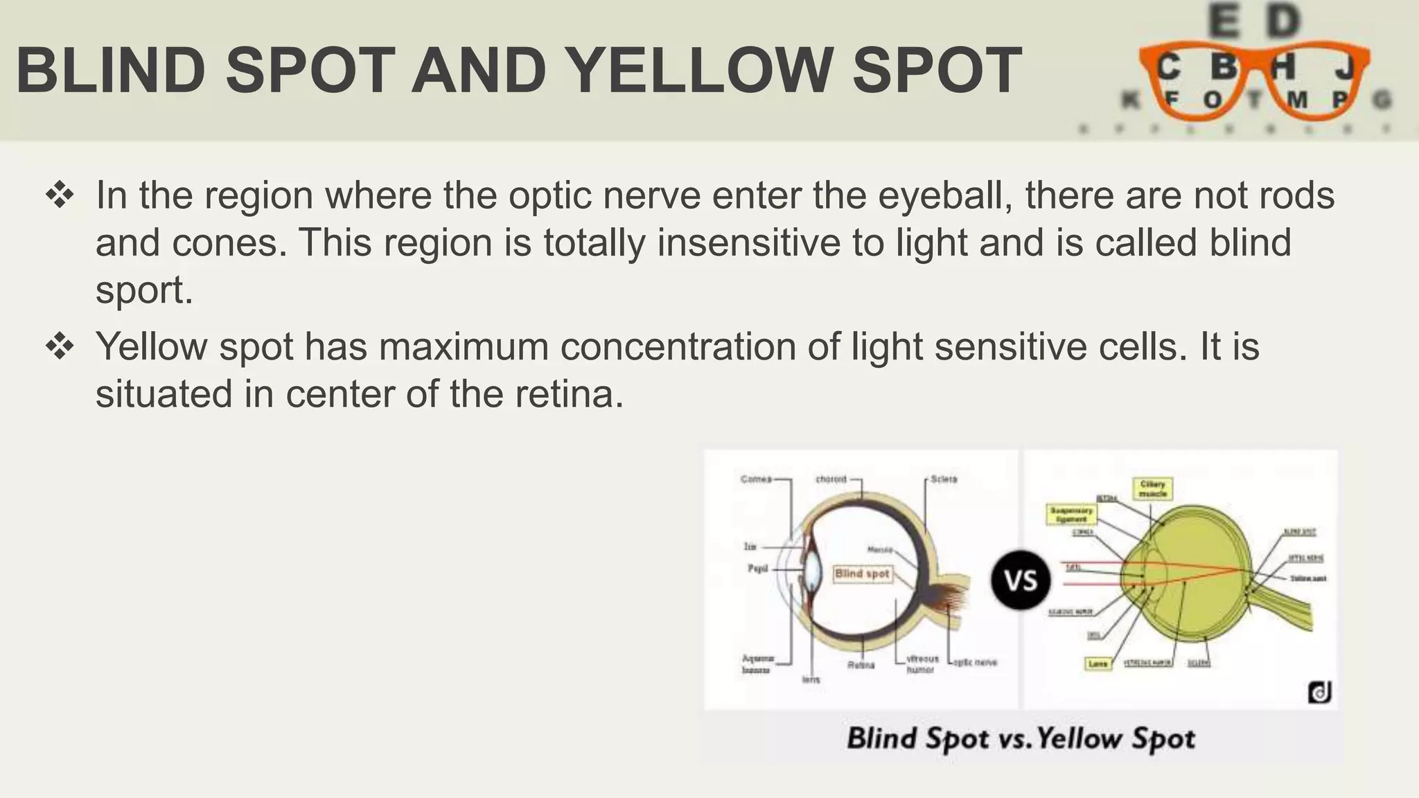 BLIND SPOT AND YELLOW SPOT
 In the region where the optic nerve enter the eyeball, there are not rods
and cones. This region is totally insensitive to light and is called blind
sport.
 Yellow spot has maximum concentration of light sensitive cells. It is
situated in center of the retina.
 