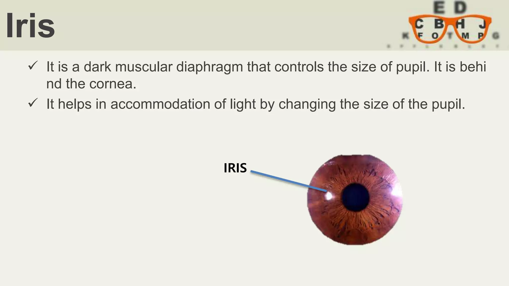 Iris
 It is a dark muscular diaphragm that controls the size of pupil. It is behi
nd the cornea.
 It helps in accommodation of light by changing the size of the pupil.
IRIS
 
