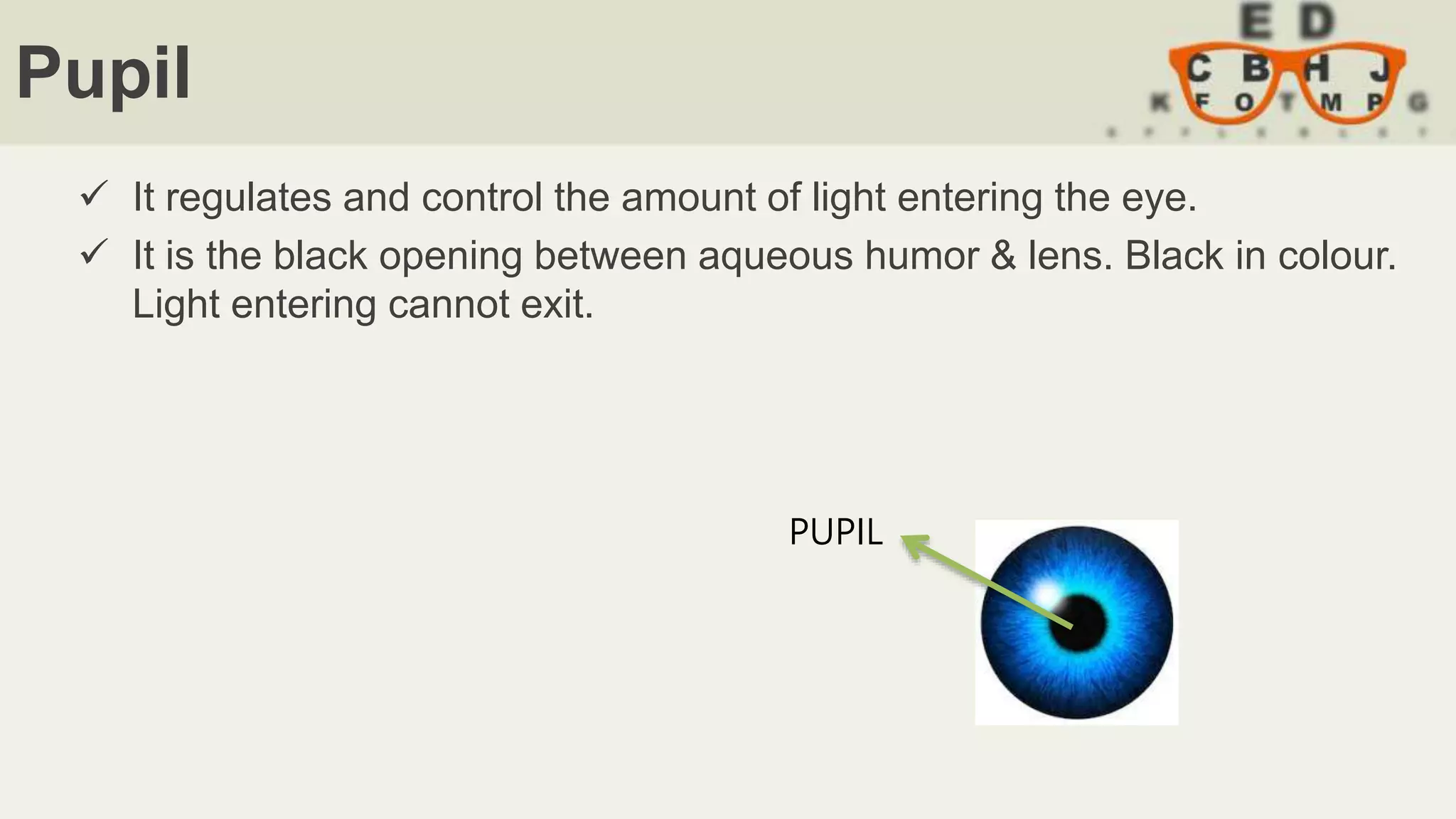 Pupil
 It regulates and control the amount of light entering the eye.
 It is the black opening between aqueous humor & lens. Black in colour.
Light entering cannot exit.
PUPIL
 
