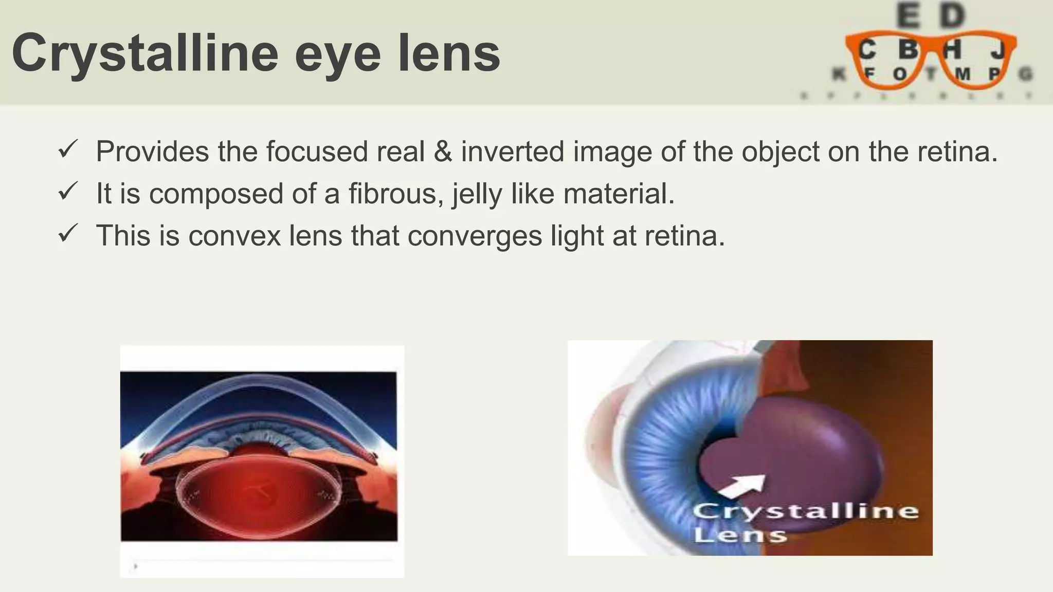 Crystalline eye lens
 Provides the focused real & inverted image of the object on the retina.
 It is composed of a fibrous, jelly like material.
 This is convex lens that converges light at retina.
 