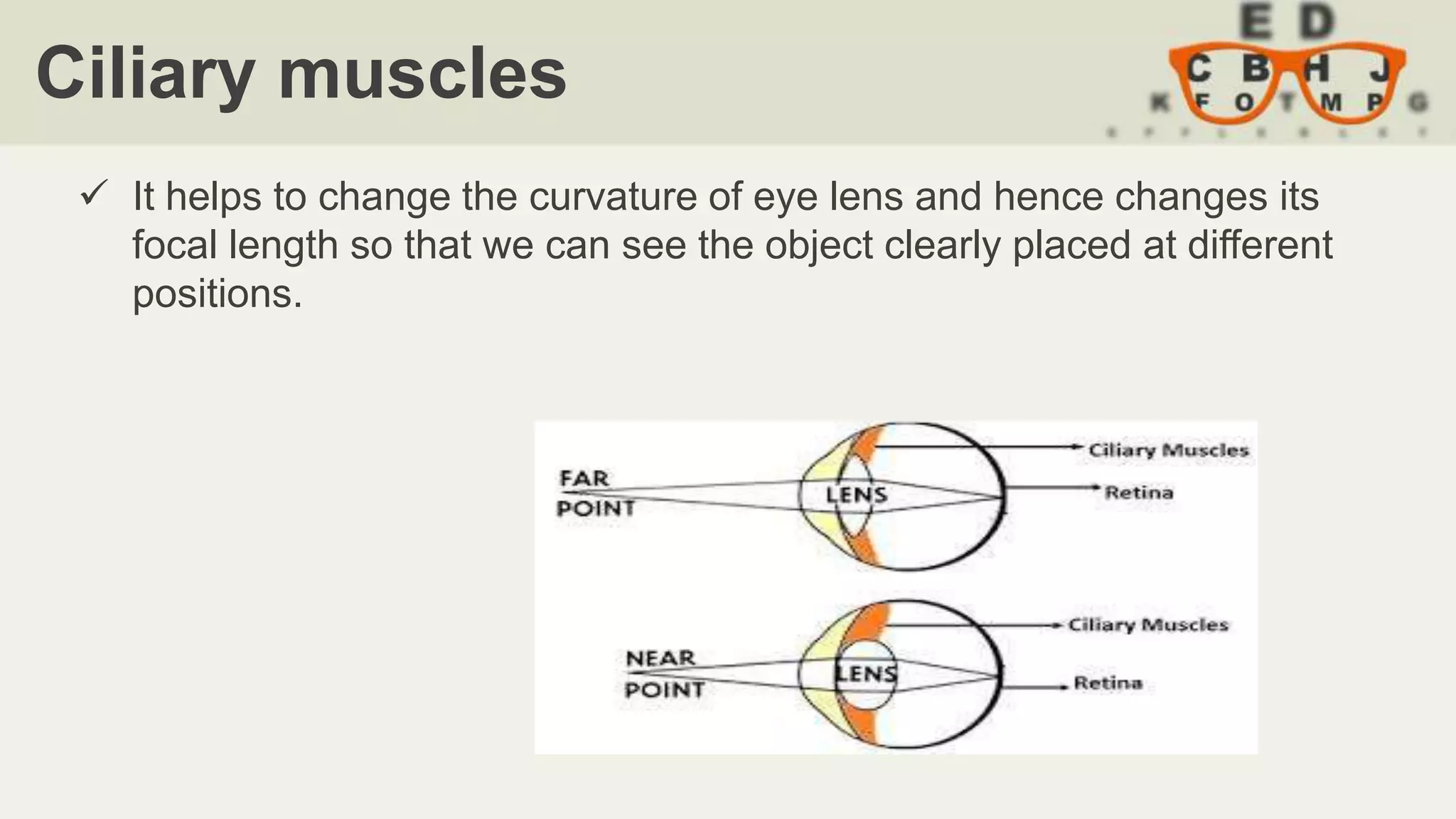 Ciliary muscles
 It helps to change the curvature of eye lens and hence changes its
focal length so that we can see the object clearly placed at different
positions.
 