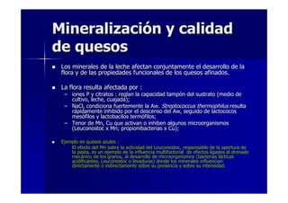 MineralizaciMineralizacióón y calidadn y calidad
de quesosde quesos
Los minerales de la leche afectan conjuntamente el desarrollo deLos minerales de la leche afectan conjuntamente el desarrollo de lala
flora y de las propiedades funcionales de los quesos afinados.flora y de las propiedades funcionales de los quesos afinados.
La flora resulta afectada por :La flora resulta afectada por :
–– iones P y citratos : reglan la capacidad tampiones P y citratos : reglan la capacidad tampóón del sustrato (medio den del sustrato (medio de
cultivo, leche, cuajada);cultivo, leche, cuajada);
–– NaCl, condiciona fuertemente la Aw.NaCl, condiciona fuertemente la Aw. Streptococcus thermophilusStreptococcus thermophilus resultaresulta
rráápidamente inhibido por el descenso del Aw, seguido de lactococospidamente inhibido por el descenso del Aw, seguido de lactococos
mesmesóófilos y lactobacilos termfilos y lactobacilos termóófilos;filos;
–– Tenor de Mn, Cu que activan o inhiben algunos microorganismosTenor de Mn, Cu que activan o inhiben algunos microorganismos
(Leuconostoc x Mn; propionibacterias x Cu);(Leuconostoc x Mn; propionibacterias x Cu);
Ejemplo en quesos azules :Ejemplo en quesos azules :
El efecto del Mn sobre la actividad del Leuconostoc, responsableEl efecto del Mn sobre la actividad del Leuconostoc, responsable de la apertura dede la apertura de
la pasta, es un ejemplo de la influencia multifactorial de efecla pasta, es un ejemplo de la influencia multifactorial de efectos ligados al drenadotos ligados al drenado
mecmecáánico de los granos, al desarrollo de microorganismos (bacteriasnico de los granos, al desarrollo de microorganismos (bacterias lláácticascticas
acidificantes, Leuconostoc o levaduras) donde los minerales inflacidificantes, Leuconostoc o levaduras) donde los minerales influencianuencian
directamente o indirectamente sobre su presencia y sobre su intedirectamente o indirectamente sobre su presencia y sobre su intensidad.nsidad.
 