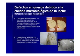 Defectos en quesos debidos a la
calidad microbiológica de la leche
Defectos de origen microbiano
Lactobacilos heterofermentantes : rolLactobacilos heterofermentantes : rol
esencial en la producciesencial en la produccióón den de
microaperturas (micro ojos) en elmicroaperturas (micro ojos) en el
Parmigiano Reggiano y Grana Padano.Parmigiano Reggiano y Grana Padano.
En cambio su actividad genera unEn cambio su actividad genera un
defecto grave en quesos a pasta filadadefecto grave en quesos a pasta filada
estacionadosestacionados
Levaduras en el Gorgonzola : rolLevaduras en el Gorgonzola : rol
favorable en el desarrollo del miceliofavorable en el desarrollo del micelio
ffúúngico mientras que en otros quesosngico mientras que en otros quesos
puedo generar hinchazpuedo generar hinchazóón precoz.n precoz.
 