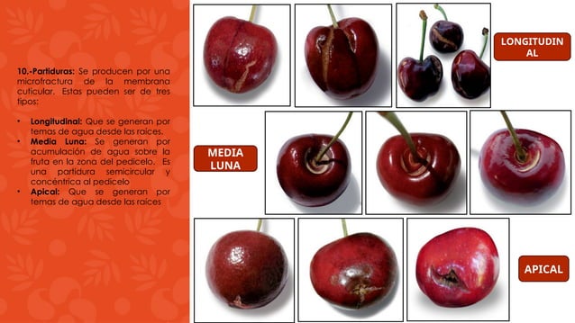 Machucon DEFECTOS CALIDAD Y CONDICION DE CEREZA-ppt.pptx