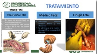 Transfusión Fetal Médico Fetal Cirugía Fetal
Terapia Fetal
 En casos de anemia fetal por
anticuerpos maternos
 Guía con ecografía para insertar
la aguja en la vena del cordón
umbilical.
 infecciones, arritmias
cardíacas fetales y otras
afecciones
 Se administra a la madre y
alcanza al feto atravesando la
placenta.
 
