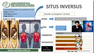 la punta del corazón se encuentra en el LD
Hígado en el LI
Estómago en el LD
Ciego en el LI.
imagen en espejo CAUSAS enfermedad genética autosómica recesiva
TIPOS dextrocardia
levocardia
DIAGNÓSTICO
radiografía
TC
Imagen de resonancia magnética
Ultrasonografía
ECOGRAFIA
TRATAMIENTO
Es
sintomático
Asociada a sx kartagener e ivermark
 