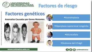 Anomalías Causadas por Genes Mutantes
Acondroplasia
Hiperplasia suprarrenal congénita
Microcefalia
Síndrome del X frágil
 
