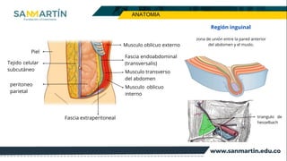 Comprehensive Overview of Abdominal Wall Defects and Hernias: Anatomy ...