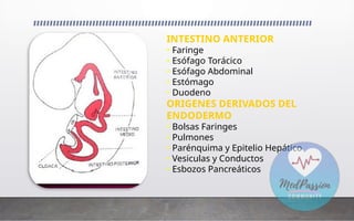 INTESTINO ANTERIOR
• Faringe
• Esófago Torácico
• Esófago Abdominal
• Estómago
• Duodeno
ORIGENES DERIVADOS DEL
ENDODERMO
• Bolsas Faringes
• Pulmones
• Parénquima y Epitelio Hepático
• Vesiculas y Conductos
• Esbozos Pancreáticos
 