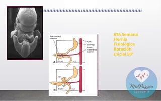 6TA Semana
Hernia
Fisiológica
Rotación
Inicial 90º
 