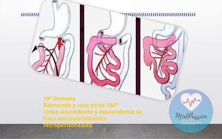 10º Semana
Retrocede y rota otros 180º
Colon Ascendente y descendente se
hace secundariamente
retroperitoneales
 