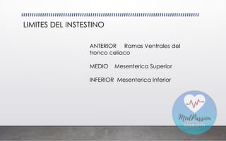 LIMITES DEL INSTESTINO
ANTERIOR Ramas Ventrales del
tronco celiaco
MEDIO Mesenterica Superior
INFERIOR Mesenterica Inferior
 
