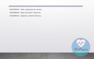 ENDODERMO: Tejido y glándulas de vísceras
MESODERMO: Tejido de Sostén Y Fijaciones
ECTODERMO: Epidermis y Sistema Nervioso,
 