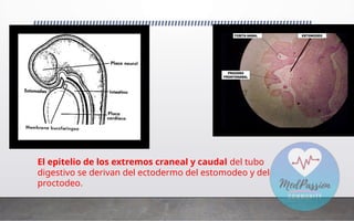 El epitelio de los extremos craneal y caudal del tubo
digestivo se derivan del ectodermo del estomodeo y del
proctodeo.
 