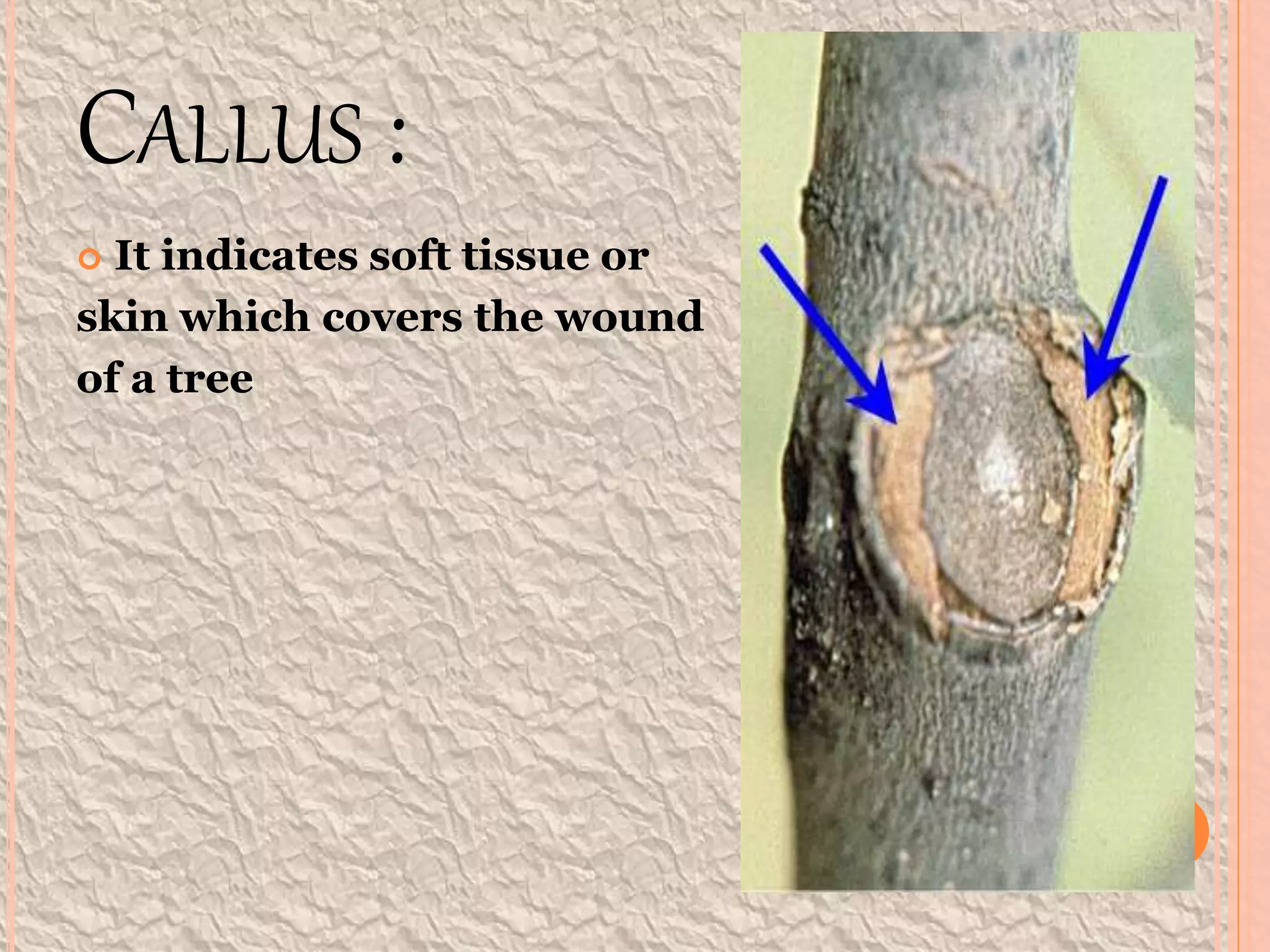 Defects in timber natural force PPT
