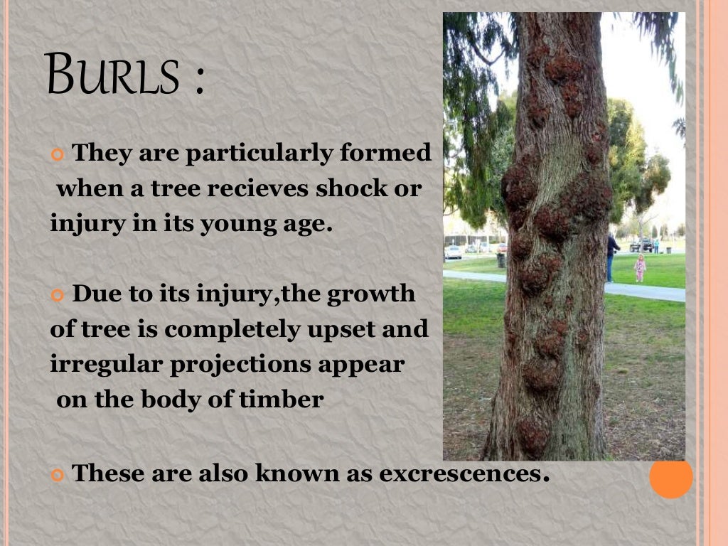 Defects in timber natural force