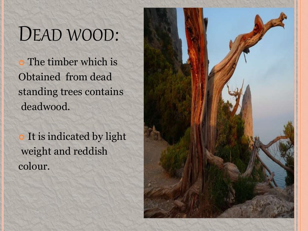 Defects in timber natural force