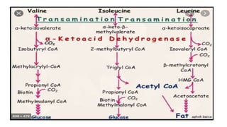 Defects in amino acid metabolism | PPTX