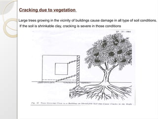 Cracking due to vegetation
Large trees growing in the vicinity of buildings cause damage in all type of soil conditions.
If the soil is shrinkable clay, cracking is severe in those conditions
 