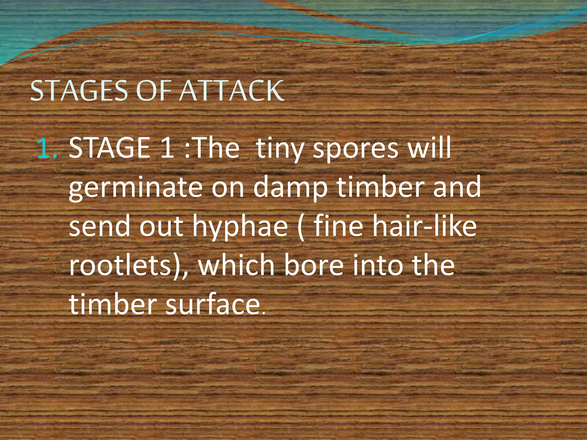 STAGES OF ATTACK
1. STAGE 1 :The tiny spores will
germinate on damp timber and
send out hyphae ( fine hair-like
rootlets), which bore into the
timber surface.
 