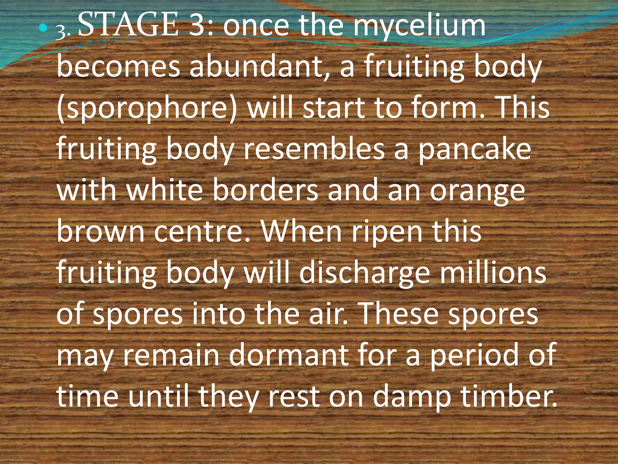  3. STAGE 3: once the mycelium
becomes abundant, a fruiting body
(sporophore) will start to form. This
fruiting body resembles a pancake
with white borders and an orange
brown centre. When ripen this
fruiting body will discharge millions
of spores into the air. These spores
may remain dormant for a period of
time until they rest on damp timber.
 