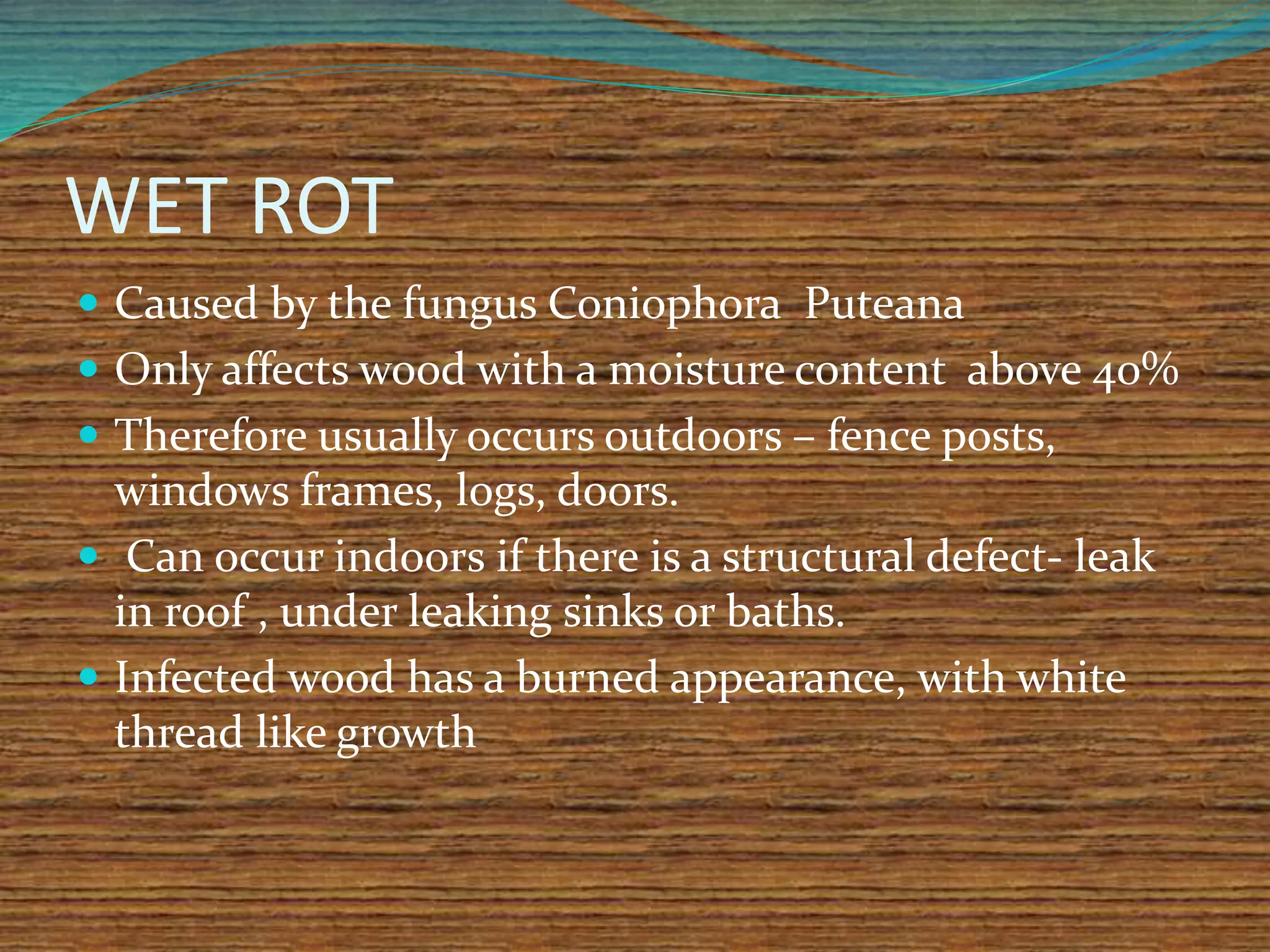 WET ROT
 Caused by the fungus Coniophora Puteana
 Only affects wood with a moisture content above 40%
 Therefore usually occurs outdoors – fence posts,
windows frames, logs, doors.
 Can occur indoors if there is a structural defect- leak
in roof , under leaking sinks or baths.
 Infected wood has a burned appearance, with white
thread like growth
 