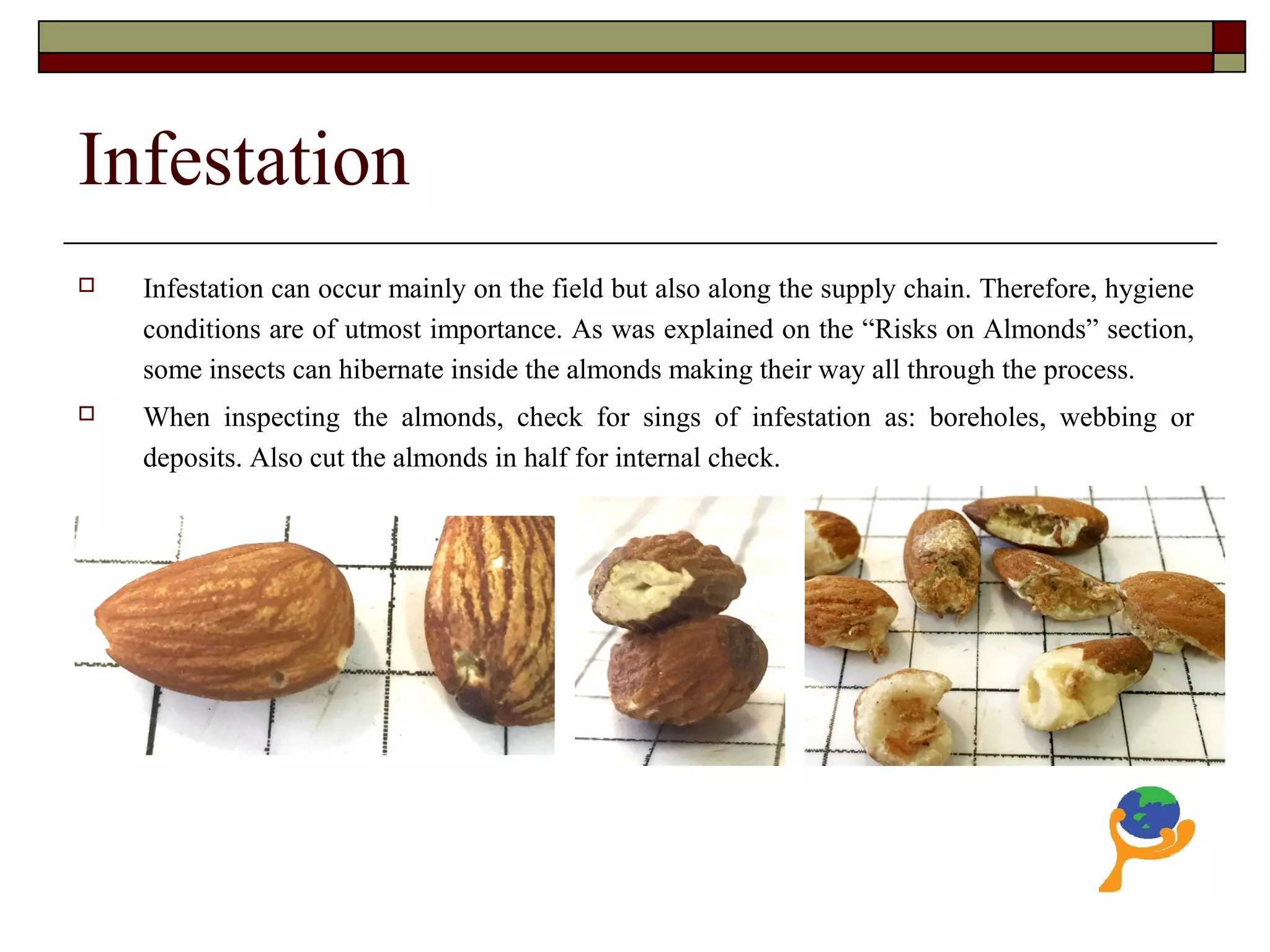 Infestation
 Infestation can occur mainly on the field but also along the supply chain. Therefore, hygiene
conditions are of utmost importance. As was explained on the “Risks on Almonds” section,
some insects can hibernate inside the almonds making their way all through the process.
 When inspecting the almonds, check for sings of infestation as: boreholes, webbing or
deposits. Also cut the almonds in half for internal check.
 