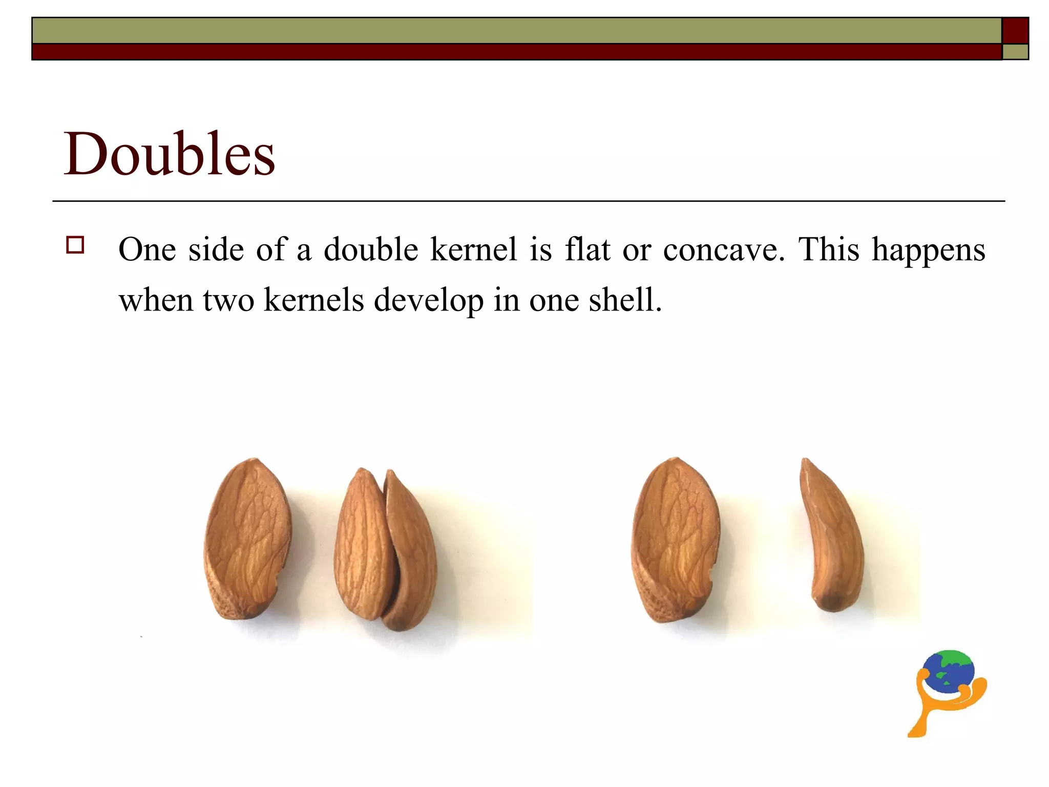 Doubles
 One side of a double kernel is flat or concave. This happens
when two kernels develop in one shell.
 