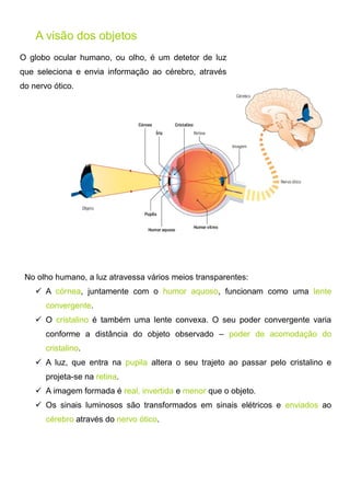 O globo ocular humano, ou olho, é um detetor de luz
que seleciona e envia informação ao cérebro, através
do nervo ótico.
A visão dos objetos
No olho humano, a luz atravessa vários meios transparentes:
 A córnea, juntamente com o humor aquoso, funcionam como uma lente
convergente.
 O cristalino é também uma lente convexa. O seu poder convergente varia
conforme a distância do objeto observado – poder de acomodação do
cristalino.
 A luz, que entra na pupila altera o seu trajeto ao passar pelo cristalino e
projeta-se na retina.
 A imagem formada é real, invertida e menor que o objeto.
 Os sinais luminosos são transformados em sinais elétricos e enviados ao
cérebro através do nervo ótico.
 