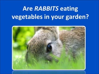 Are  RABBITS  eating vegetables in your garden? 