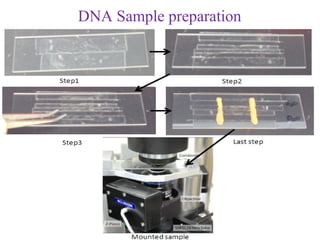 DNA Sample preparation
 