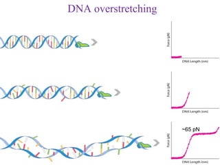 DNA overstretching




                     ~65 pN
 