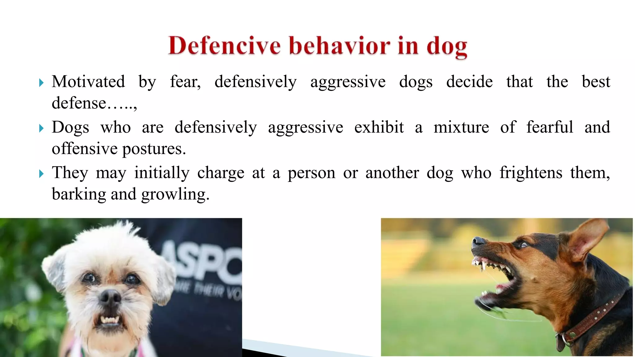  Motivated by fear, defensively aggressive dogs decide that the best
defense…..,
 Dogs who are defensively aggressive exhibit a mixture of fearful and
offensive postures.
 They may initially charge at a person or another dog who frightens them,
barking and growling.
 