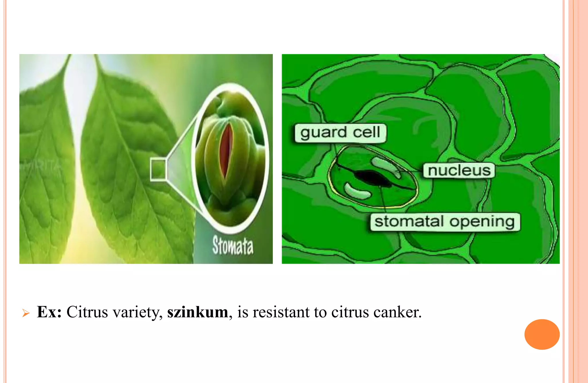  Ex: Citrus variety, szinkum, is resistant to citrus canker.
 