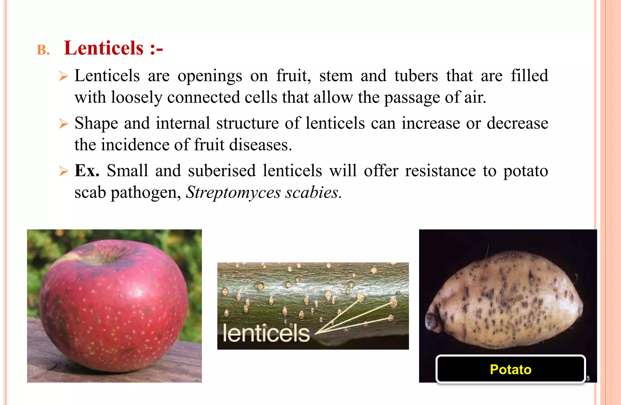 B. Lenticels :-
 Lenticels are openings on fruit, stem and tubers that are filled
with loosely connected cells that allow the passage of air.
 Shape and internal structure of lenticels can increase or decrease
the incidence of fruit diseases.
 Ex. Small and suberised lenticels will offer resistance to potato
scab pathogen, Streptomyces scabies.
Potato
 