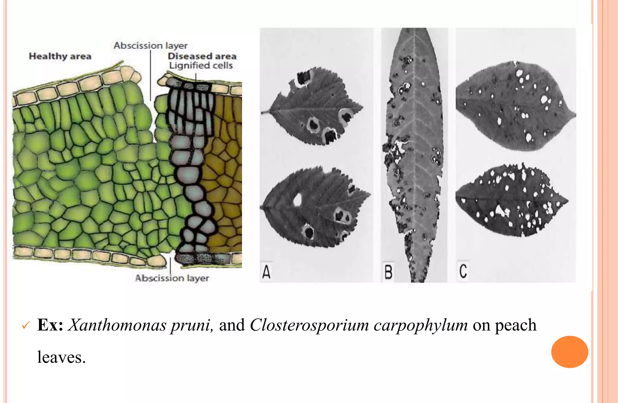 
 Ex: Xanthomonas pruni, and Closterosporium carpophylum on peach
leaves.
 